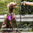 Strong Dog Leash Pet Leashes Reflective Leash For Big Small Medium Dog Leash Drag Pull Tow Golden Retriever