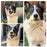 Personalized Silk Dog Collar Adjustable Durable Dog Collar with Bowtie Flower For Small Medium Large Dogs Wedding Bowtie Collars